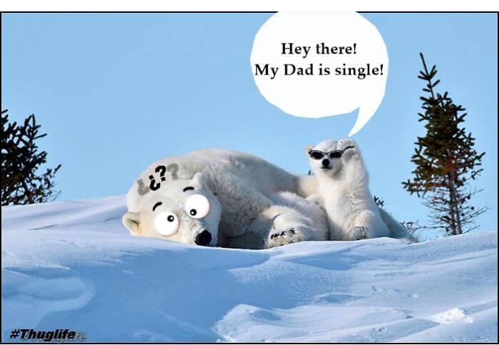 mustget-single-bear