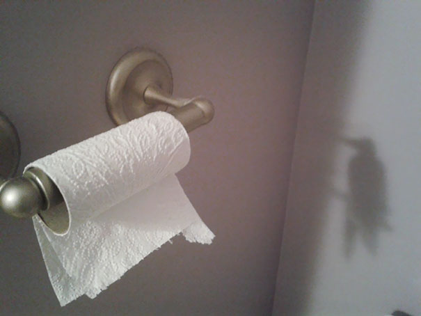 Тень из рулона туалетной бумаги выглядит как колибри