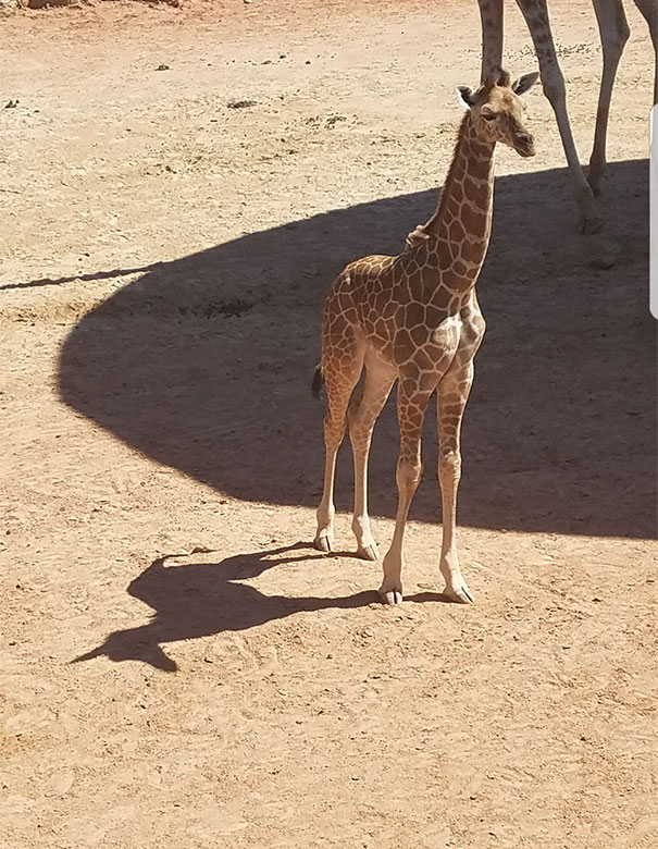 Тень жирафа выглядит как единорог