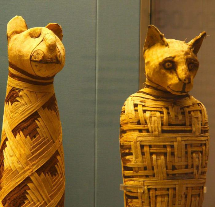 Египтяне мумифицировали животных