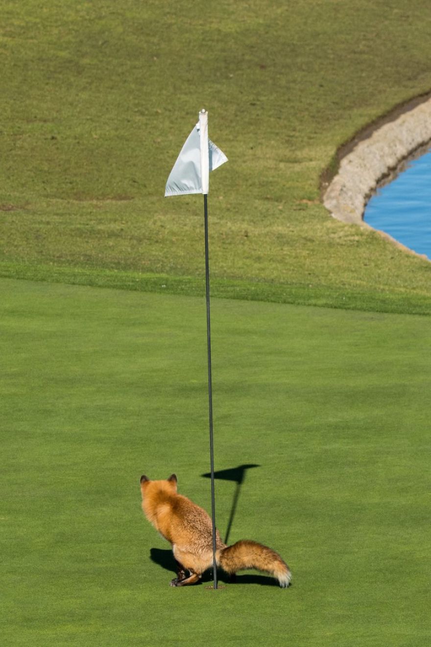 Лиса испражняется в лунку для гольфа