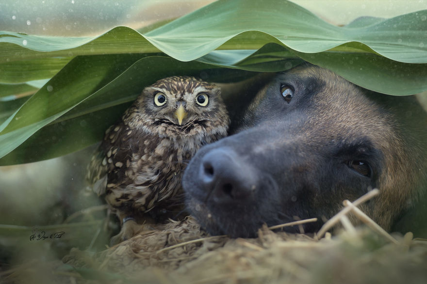 30+ невероятных фотографий дружбы между собакой и совами, которые вы просто должны увидеть.