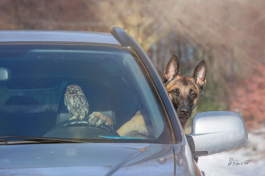 30+ невероятных фотографий дружбы между собакой и совами, которые вы просто должны увидеть.