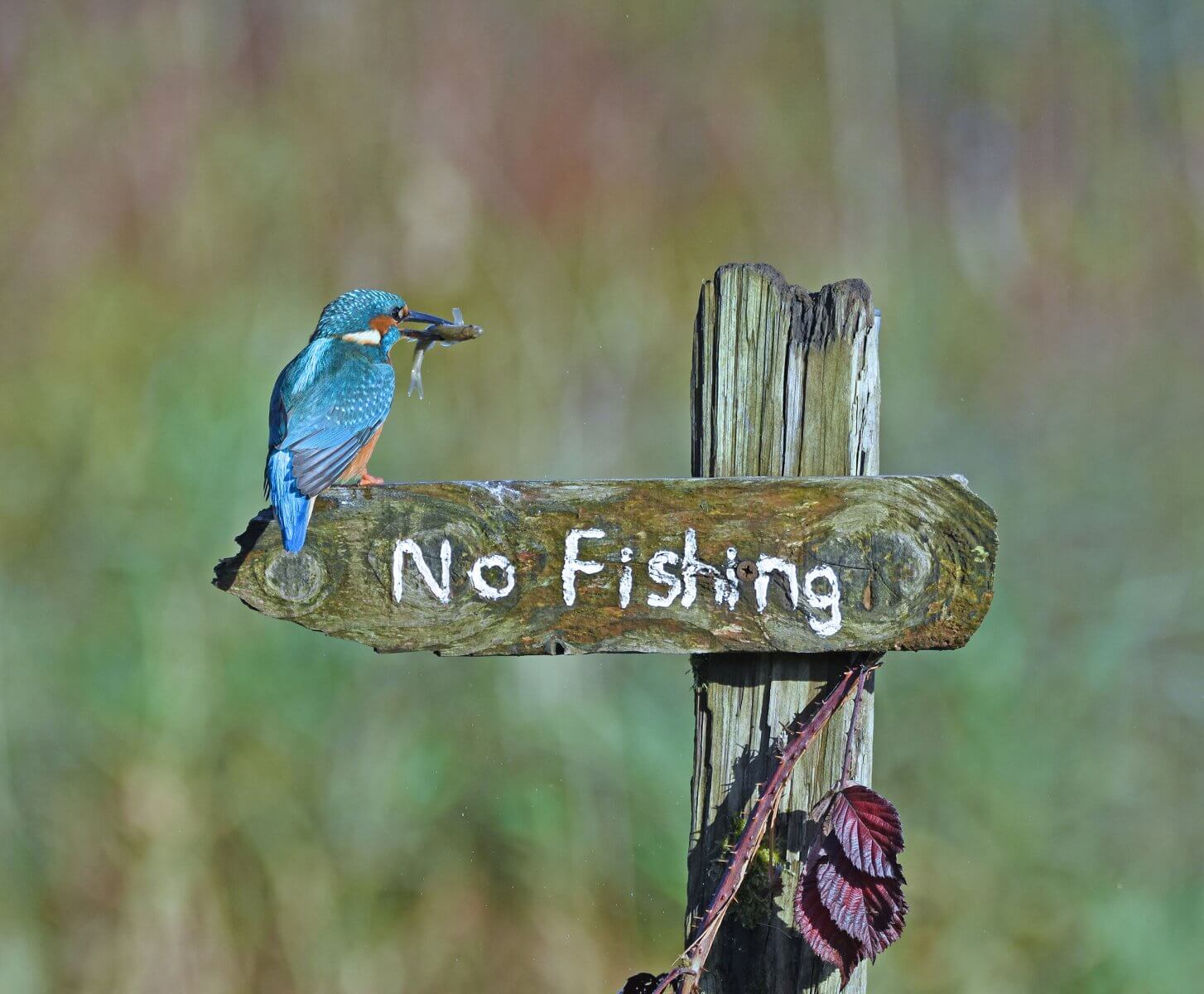 Нельзя ловить рыбу