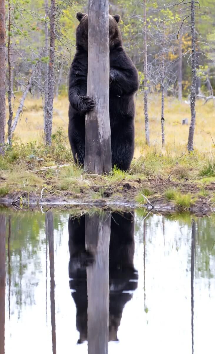 Медведь спрятался за деревом