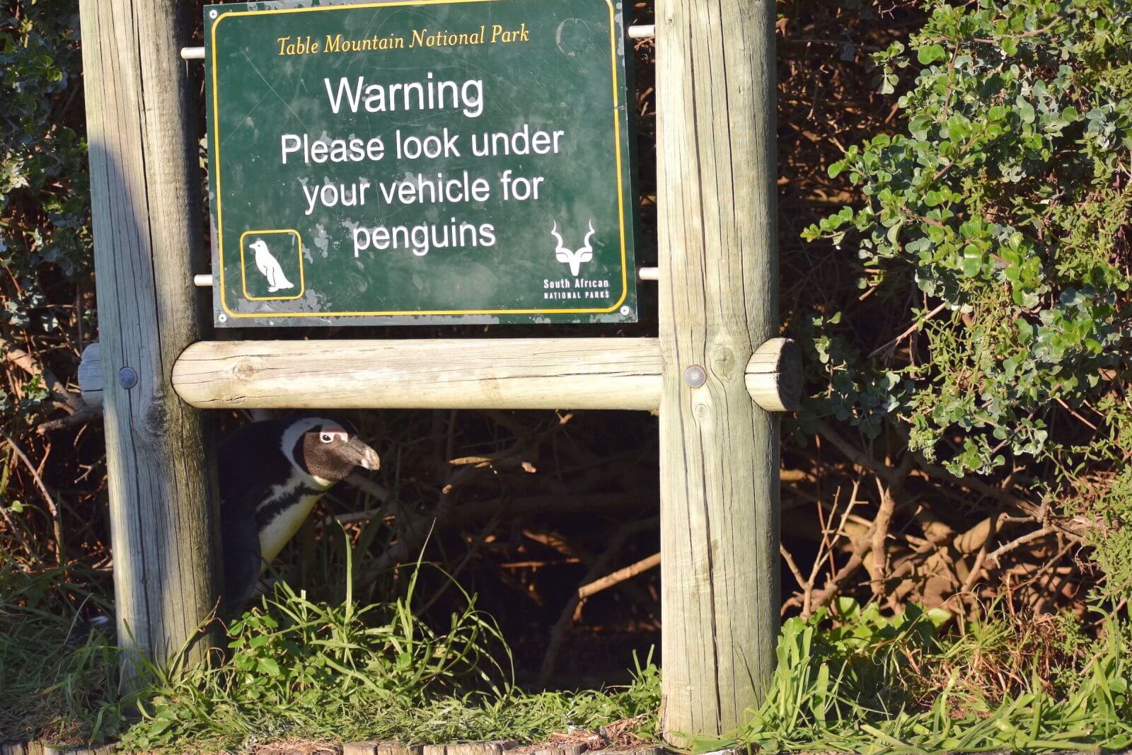 Пингвин под табличкой