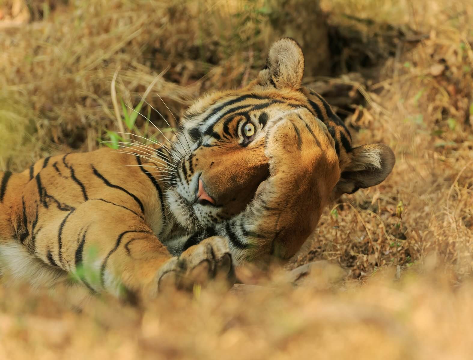 Тигр волнуется