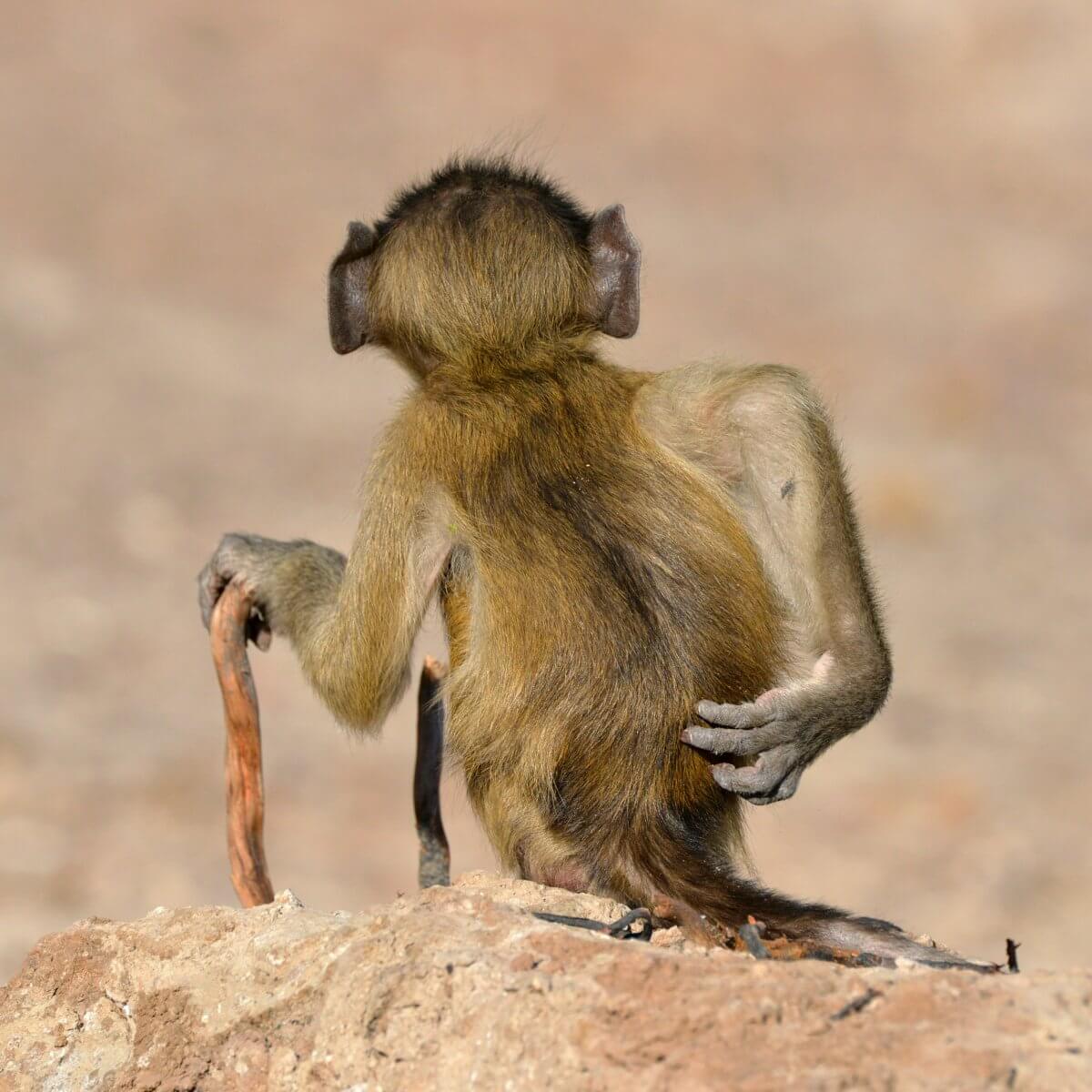 обезьяна с тростью