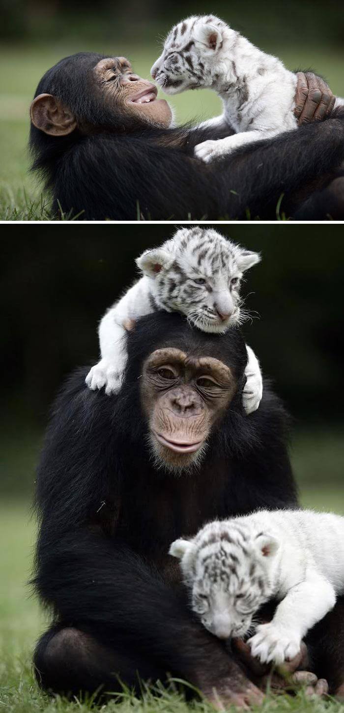 40 фото необычной и удивительной дружбы животных, которые могут поразить вас